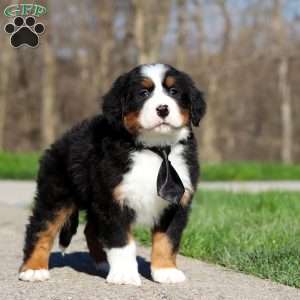 Zeke, Bernese Mountain Dog Puppy